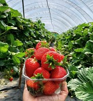 Strawberry Picking