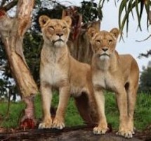 Auckland Zoo